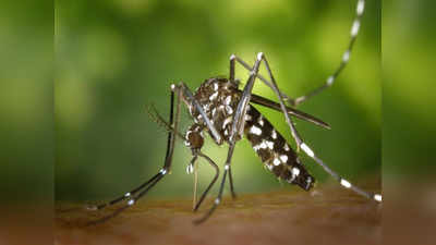 Zika Virus: নতুন আতঙ্ক জিকা! করোনার মতোই ছোঁয়াচে এই ভাইরাসের লক্ষণগুলি জানুন