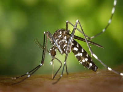 Zika Virus: নতুন আতঙ্ক জিকা! করোনার মতোই ছোঁয়াচে এই ভাইরাসের লক্ষণগুলি জানুন