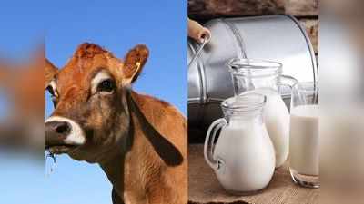 A1 vs A2 Milk: इन गायों के दूध पीने से हो सकती हैं डायबिटीज और दिल की बीमारी, जानें कौन सा दूध है सेहत के लिए फायदेमंद