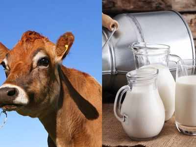 A1 vs A2 Milk: इन गायों के दूध पीने से हो सकती हैं डायबिटीज और दिल की बीमारी, जानें कौन सा दूध है सेहत के लिए फायदेमंद