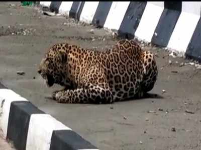 Leopard on NH-44: जाली फांदकर एनएच-44 पर आया तेंदुआ, छह महीने पहले बनी फोरलेन पर दिखते हैं बाघ और अन्य जंगली जानवर