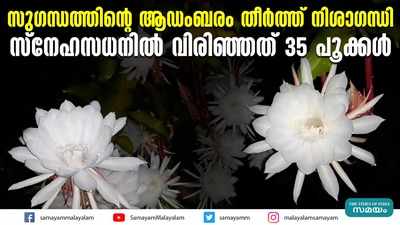 സുഗന്ധത്തിന്‍റെ ആഡംബരം തീർത്ത് നിശാഗന്ധി; സ്നേഹസധനിൽ വിരിഞ്ഞത് 35 പൂക്കൾ