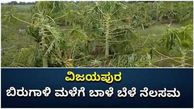 ವಿಜಯಪುರ ಜಿಲ್ಲೆಯ ಇಂಡಿಯಲ್ಲಿ ಬಿರುಗಾಳಿ ಸಹಿತ ಮಳೆಗೆ ನೆಲಸಮವಾದ ಬಾಳೆ ಬೆಳೆ