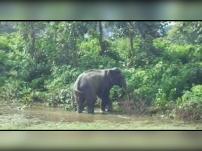Bokaro News : देखिए... कैसे बोकारो में जंगली हाथी ने मचाया उत्पात, 3 घरों को किया तबाह