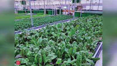 How To Do Hydroponic Farming: ये है बिना मिट्टी के खेती का आधुनिक तरीका, बालकनी और छत से लेकर बेडरूम तक में उगा सकते हैं सब्जियां!