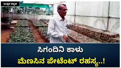 ಉತ್ತರ ಕನ್ನಡ: ಸಿಗಂದಿನಿ ಕಾಳು ಮೆಣಸಿಗೆ ಅಂತಾರಾಷ್ಟ್ರೀಯ ಮನ್ನಣೆ ಸಿಕ್ಕಿದ್ದು ಹೇಗೆ?