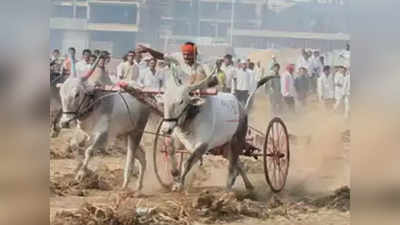 Bullock Cart Race: बैलगाडा शर्यतीचे आयोजन प्रकरण; २० जणांच्या विरोधात गुन्हा दाखल