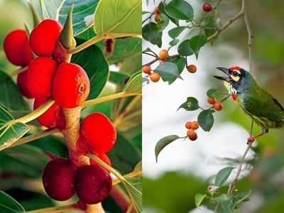 Banyan tree: जानलेवा बीमारियों की दवाओं में होता है बरगद के फल का प्रयोग, आयुर्वेद में बताए हैं ये फायदे