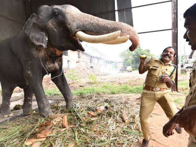 പോലീസും വട്ടംചുറ്റി