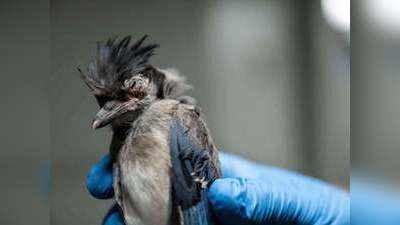 अमेरिका में रहस्‍यमय बीमारी से मर रहे हजारों पक्षी, महामारी की आशंका से डरे वैज्ञानिक