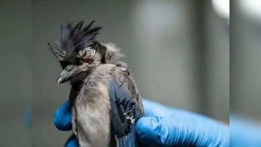 અમેરિકામાં રહસ્યમય બીમારીથી મૃત્યુ પામ્યા હજારો પક્ષી, ઘણાં તો ઉડી શકતા પણ નથી 
