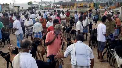 பக்ரீத் ஆடுகள் விற்பனை மந்தம்;                                       உண்மையான காரணம் பாருங்க!