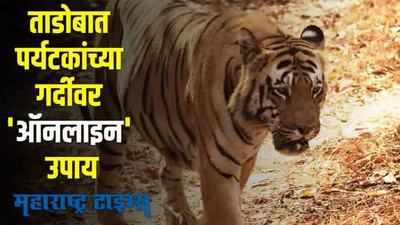 tadoba safari booking  | पर्यटकांची गर्दी आवरता आवरेना; ताडोबा व्यवस्थापनानं घेतला मोठा निर्णय