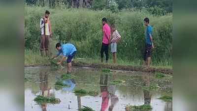 Nalanda News: ग्रामीणों में पसरा था अनहोनी का खौफ, बिहार के इस गांव में आखिर 5 साल बाद लगा धान