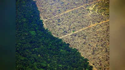 कभी ठंडक पहुंचाने वाले धरती के फेफड़े अब दुनिया में बढ़ा रहे गर्मी! Amazon Rainforests में ऐसा क्या चल रहा है?