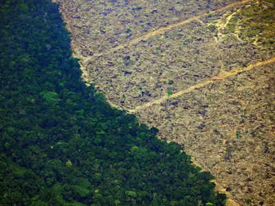 कभी ठंडक पहुंचाने वाले धरती के फेफड़े अब दुनिया में बढ़ा रहे गर्मी! Amazon Rainforests में ऐसा क्या चल रहा है?