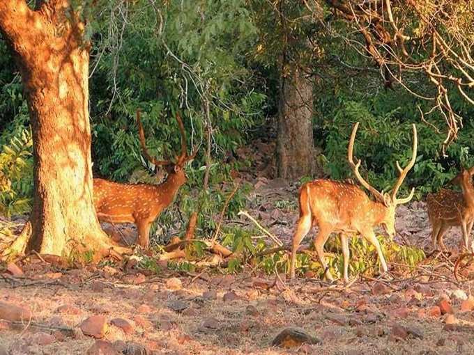 भोपाल का वन विहार राष्ट्रीय उद्यान - Van Vihar National Park in Bhopal in Hindi