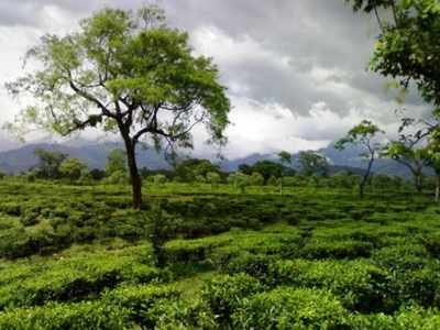 ডুয়ার্স ভ্রমণে জারি একগুচ্ছ বিধিনিষেধ, জানুন বিশদে