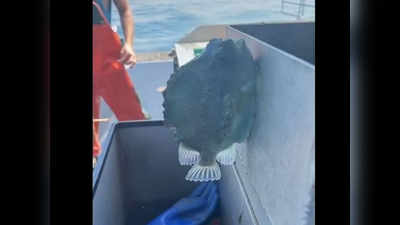 Suction Fish: मछुआरे को मिली ऐसी मछली जो पानी में तैरती ही नहीं, दीवार पर चिपक भी जाती है
