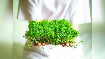 Microgreen Farming Business Idea: हफ्तों या महीनों नहीं चंद दिन में तैयार होती है ये फसल, बालकनी से बेडरूम तक कहीं भी उगाएं और लाखों कमाएं!