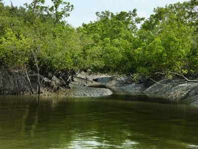 এক স্বপ্নদ্বীপের আখ্যান