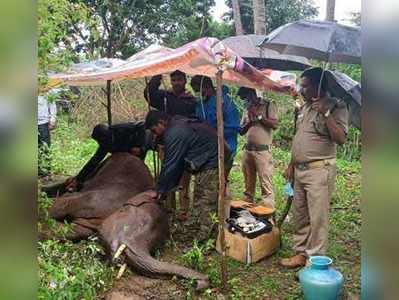 மயங்கி விழுந்த குட்டி யானை; மற்ற யானைகளை பாருங்க?