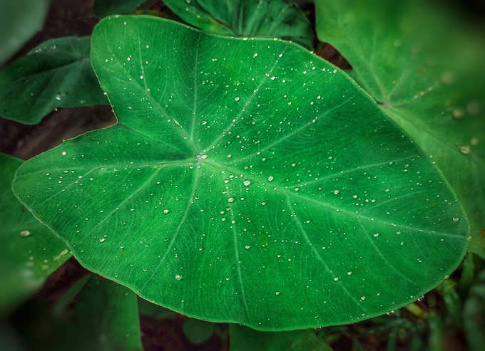 ​ಕೆಸವೆ ದಂಟಿನ ಬಹು - ಆಯಾಮದ ಆರೋಗ್ಯ ಪ್ರಯೋಜನಗಳು