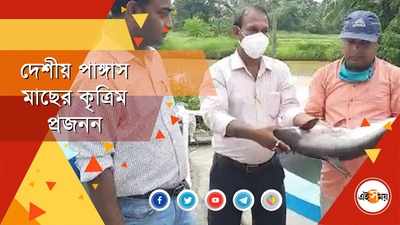 দেশীয় পাঙ্গাস মাছের কৃত্রিম প্রজনন