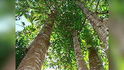 Agar Tree Cultivation: इस राज्य की सरकार अगर पेड़ों की खेती को देगी बढ़ावा, जानिए कितने काम का होता है ये पेड़!