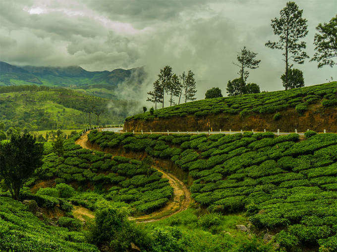 ऊटी में टी एस्टेट व्यूपॉइंट - Tea Estate Viewpoint in Ooty in Hindi