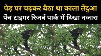 पेड़ पर चढ़कर बैठा था काला तेंदुआ, पर्यटकों ने कैमरे में कैद किया अद्भुत नजारा, देखें वीडियो