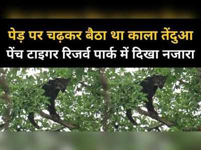 पेड़ पर चढ़कर बैठा था काला तेंदुआ, पर्यटकों ने कैमरे में कैद किया अद्भुत नजारा, देखें वीडियो