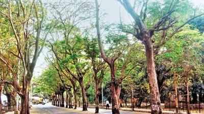बनारस में शुरू हुई अनूठी पहल! अब पेड़ों के नाम पर होंगी शहर की सड़कें