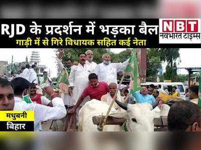 Bihar News: राजद के प्रदर्शन में भड़का बैल, गाड़ी से गिरे विधायक सहित कई नेता... Video देखिए