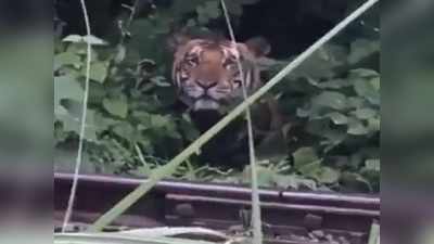 UP tiger reserve: दुधवा नेशनल पार्क के जंगलों में यह शख्‍स निकला सवा शेर, बाघ से बोला- हैलो ब्रदर