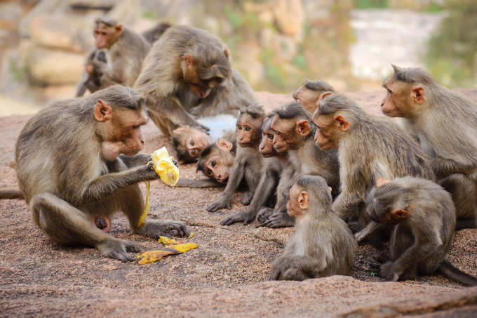 ಏನಿದು ಮಂಕಿ ಬಿ ವೈರಸ್?