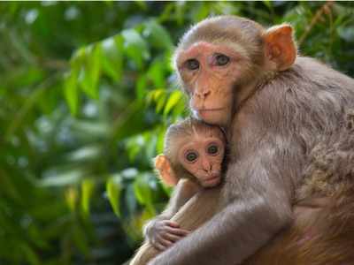 కోతుల నుంచి ఈ భయంకరమైన వ్యాధి వస్తుందట జాగ్రత్త..