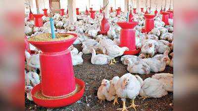 Poultry Farm Business In India: आखिर क्यों बंद हो गए 40 फीसदी पॉल्ट्री फार्म, नफे-नुकसान का ये गणित पूरी तस्वीर साफ कर देगा!
