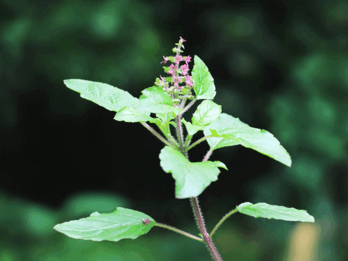 सिर्फ तीन हफ्ते में असर