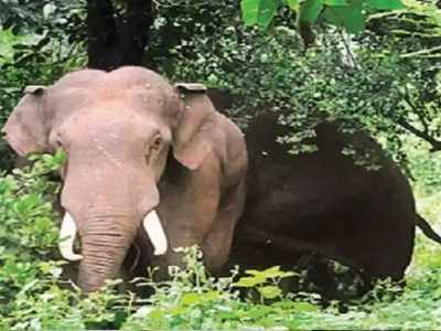 തൃപ്രയാർ ക്ഷേത്രത്തിൽ ആന ഇടഞ്ഞു; കവുങ്ങിൽ പിടിച്ച് ശാന്തിയുടെ സാഹസിക രക്ഷപ്പെടൽ!