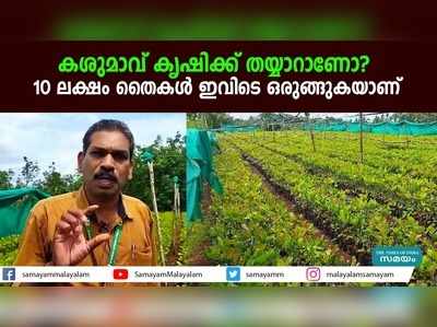 കശുമാവ് കൃഷിക്ക് തയ്യാറാണോ?  10 ലക്ഷം തൈകൾ ഇവിടെ ഒരുങ്ങുകയാണ്