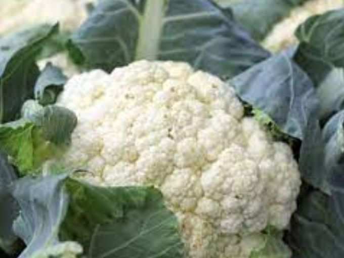 ​गोभी (Cauliflower)