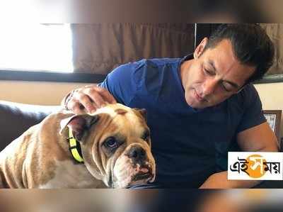 Salman Khan Trolled: মন চুরি করেছি, ট্রোলের জবাব ভাইজানের