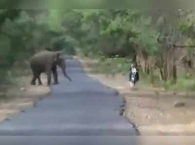 தந்தை, மகளை வழிமறிந்து தாக்கிய காட்டு யானைகள்... இருவரும் இப்போ ஹாஸ்பிட்டலில்!