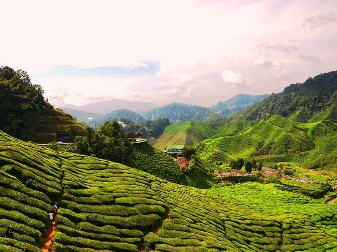 कैमरुन हाइलैंड, मलेशिया - Cameron Highlands in Malaysia In Hindi