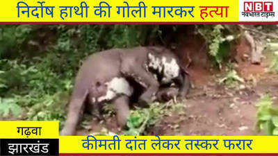 Jharkhand News : निर्दोष हाथी की गोली मारकर हत्या, कीमती दांत लेकर तस्कर फरार
