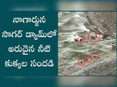 నాగార్జున సాగర్‌లో నీటికుక్కల సందడి