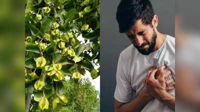 Benefits of arjuna bark powder: हार्ट अटैक के खतरे को दूर करती है अर्जुन के पेड़ की छाल, आयुर्वेदिक डॉक्टर ने बताए कई फायदे