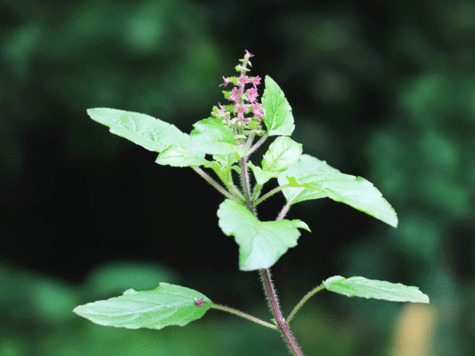 ​ಚರ್ಮ ಕೋಶಗಳನ್ನು ಸ್ವಚ್ಛಗೊಳಿಸುತ್ತದೆ