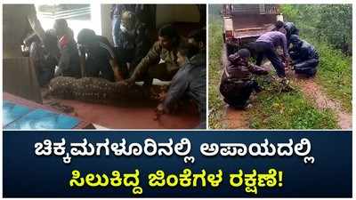 Chikmagalur: ಅಪಾಯದಲ್ಲಿ ಸಿಲುಕಿದ್ದ ಜಿಂಕೆಗಳ ರಕ್ಷಣೆ!